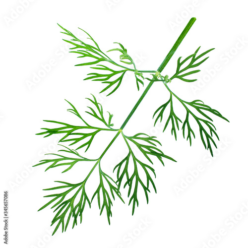 Twig of dill isolated on white background