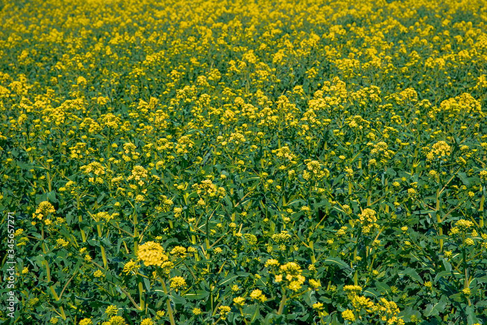 Obraz premium flowering oilseed rape in the field, oil production plant