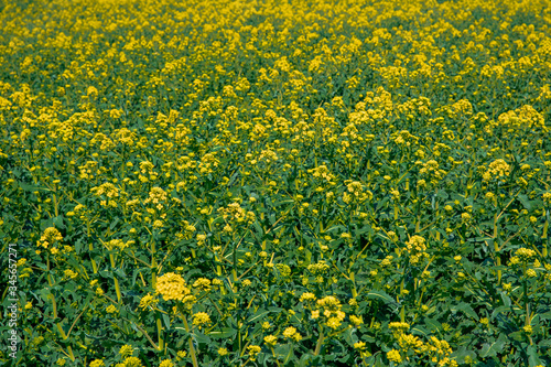 flowering oilseed rape in the field, oil production plant