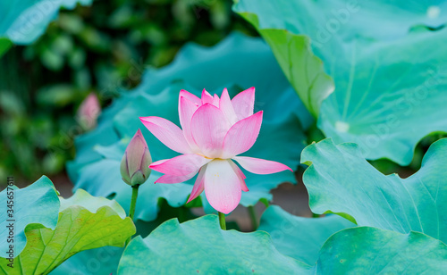 lotus flower blooming in summer pond with green leaves as background