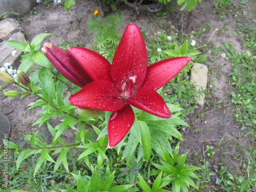 flowers close up