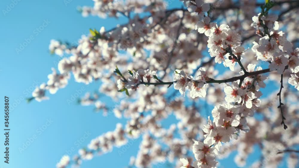 White cherry blossoms swaying in the spring breeze. Natural background. White cherry blossoms swaying in the spring breeze. Natural background.