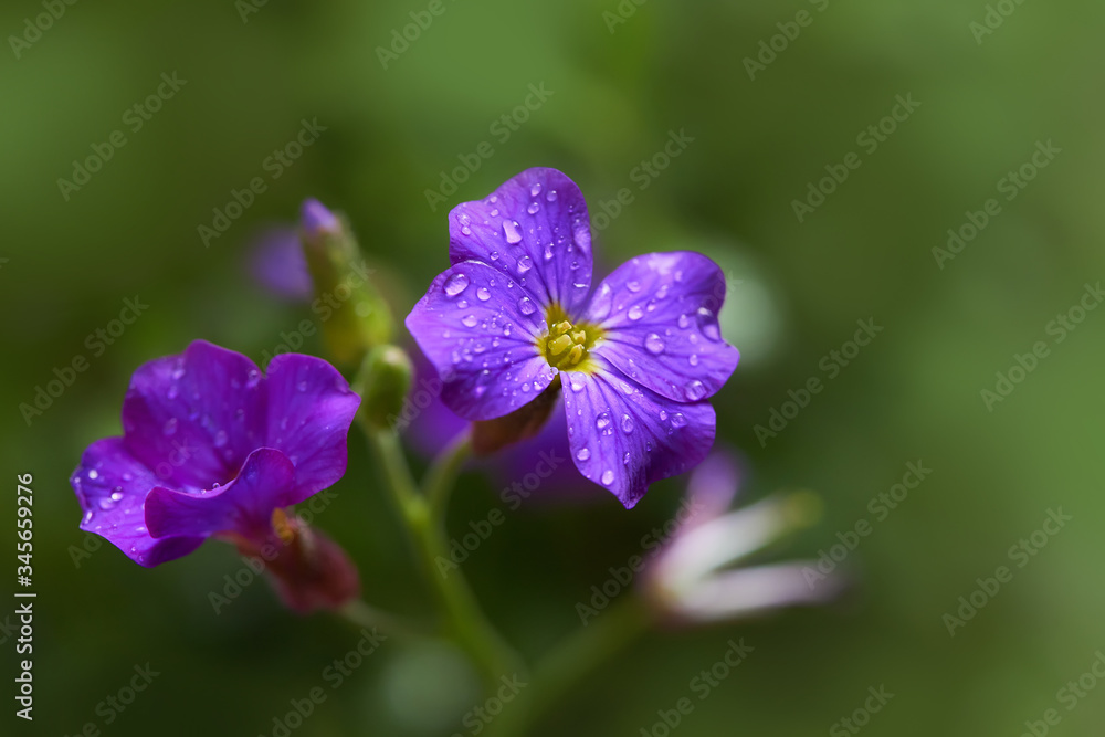 Flowerbed of Aubrietia. Aubrieta flowers with water drops growing outdoors after the rain. Flower carpet in the garden Flowerbed of Aubrietia. Aubrieta flowers with water drops growing outdoors after the rain. Flower carpet in the garden