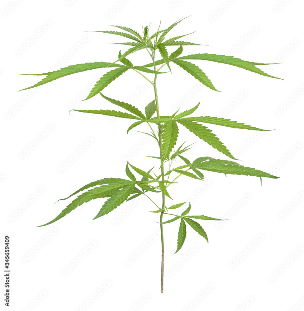 Marijuana trees for medical use are used separately on a white background. Marijuana trees for medical use are used separately on a white background.