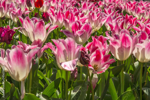 pink tulips in the garden