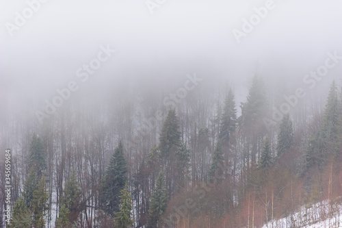 Winter forest covered in snow. Foggy weather. Bad visibility.