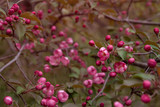 Pink flowers of decorative apple tree copy space. Buds of apple blossoms