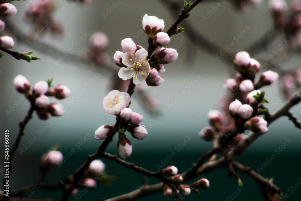 Macrophotography of cherry blossoms. Delicate pink flowers with stamens covered with water droplets