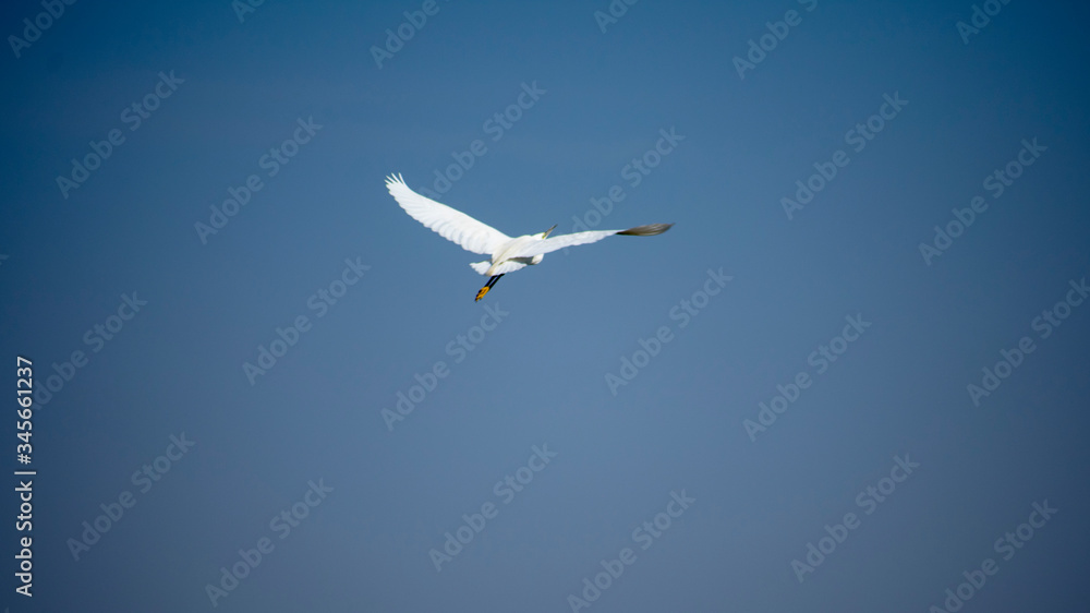 Median egret in a lake Mesophoyx intermedia Mahjhola Bagula Fly over lake in air Median egret in a lake Mesophoyx intermedia Mahjhola Bagula Fly over lake in air