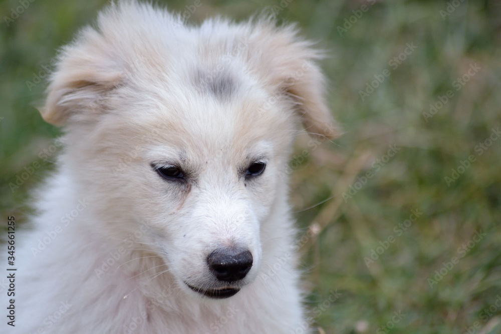 Obraz premium Cuccilo di pastore maremmano, cane