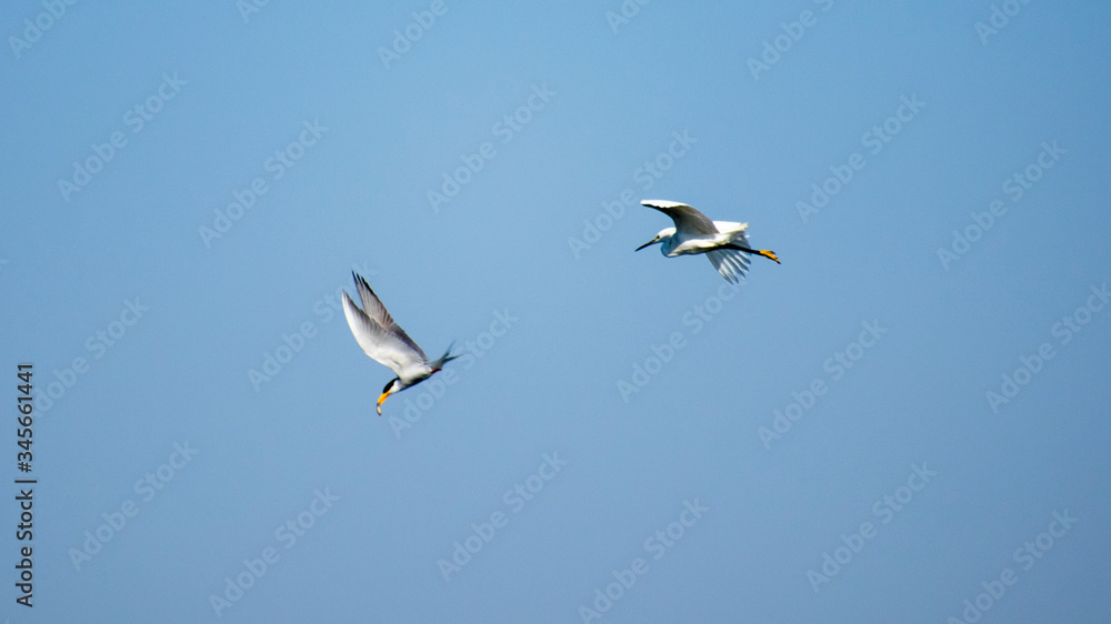 River tern and Little Egret Egretta garzetta fight for fish in air