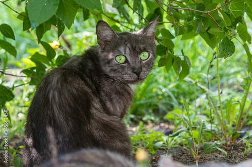 Wallpaper Mural Cute cat lying in the garden and looking at the photographer. Against the background of bright green leaves. Domestic cat in the open air. Torontodigital.ca