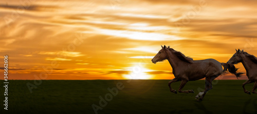 two horses running in the field against landscape at golden sunset.