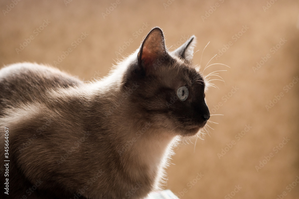 Thai cat portrait on a beige background