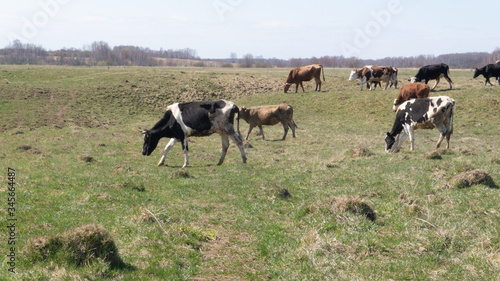 a herd of cows in the field. black and white, gray cows. dairy farm © Владимир Сидоров
