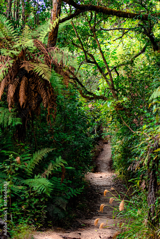 Obraz premium Redwood forest in new zealand