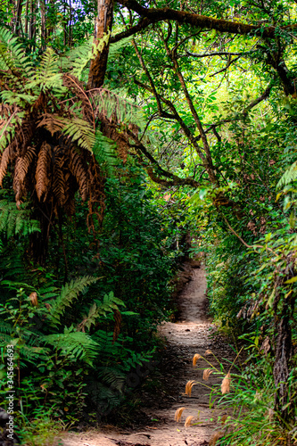 Redwood forest in new zealand