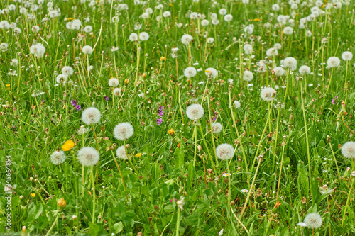 field of blossoming dandelions background image
