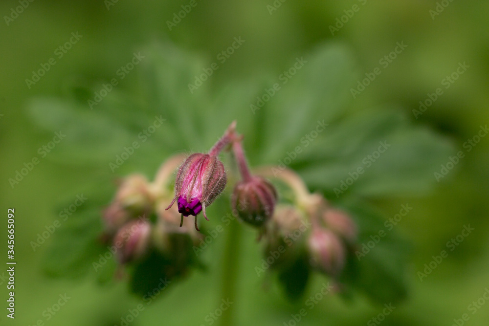 Budding Flower Budding Flower