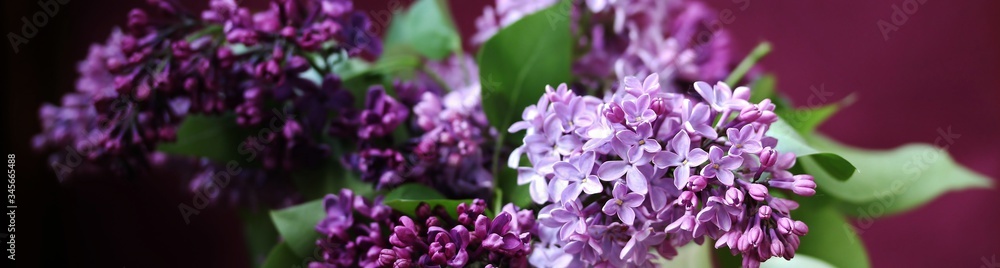 lilac bouquet on a purple background. banner. place for text. copy space. lilac and green lilac bouquet on a purple background. banner. place for text. copy space. lilac and green