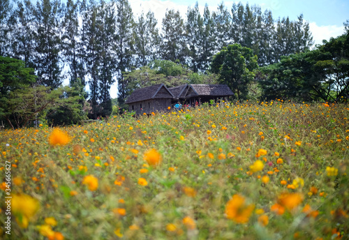 Small cottages in the garden surrounding by beautiful yellow flowers in the morning time.