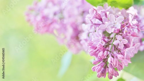lilac on a light green background. lilac and green. place for text. copy space. Soft focus. © shabbydecor