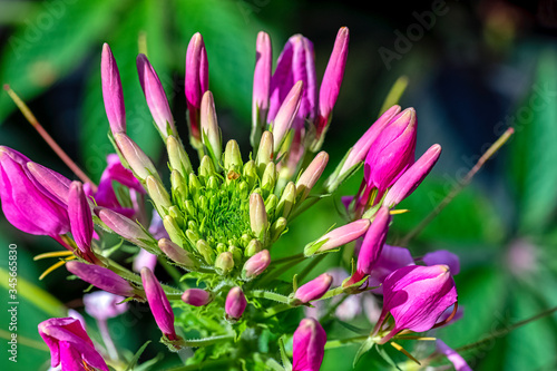 Cleome hassleriana rosea known as spider flower  spider plant  spider weed  or bee plant