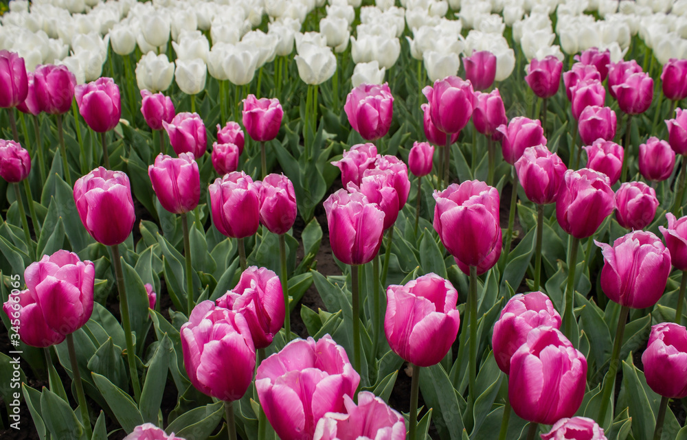 field of pink tulips