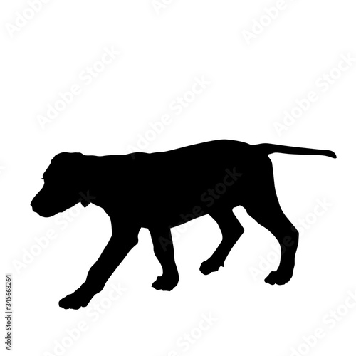Dog silhouette walking