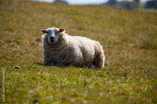 sheep in the field