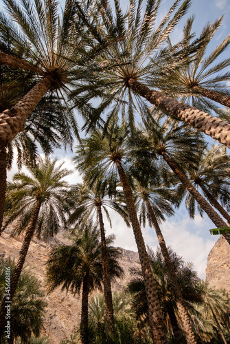 Date palms farms in the mountains of Oman