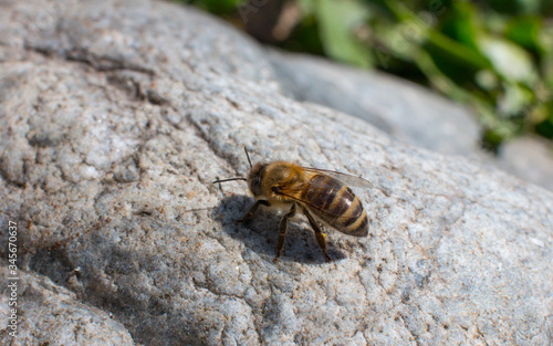 A striped bee on a white stone. Wildlife. © Светлана Высокос