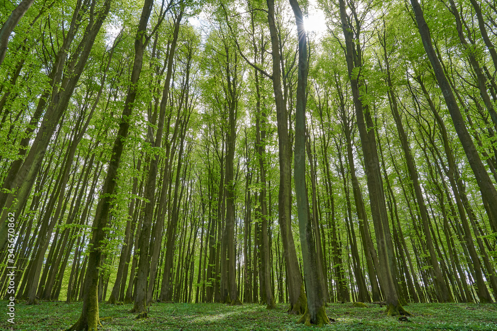 beautiful german beech forest, green landscape with beech trees in a forest in summer, sunbeams pour through trees in forest, germany, island Rügen beautiful german beech forest, green landscape with beech trees in a forest in summer, sunbeams pour through trees in forest, germany, island Rügen