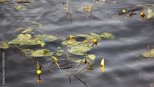 Beautiful blooming white-yellow water lilies with large green leaves in summer on the water, ecological nature