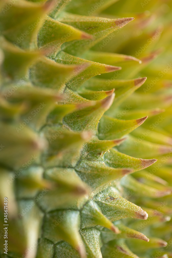 Close up of Durian showing texture of rind and thorns Close up of Durian showing texture of rind and thorns
