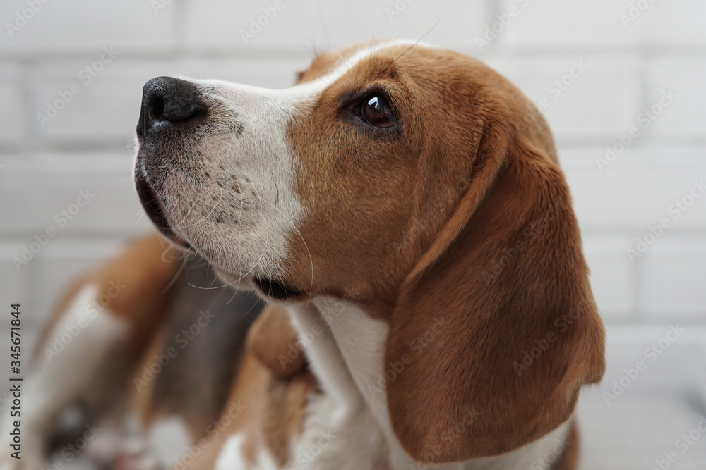 Brown and white Beagle dog on a white brick background Brown and white Beagle dog on a white brick background