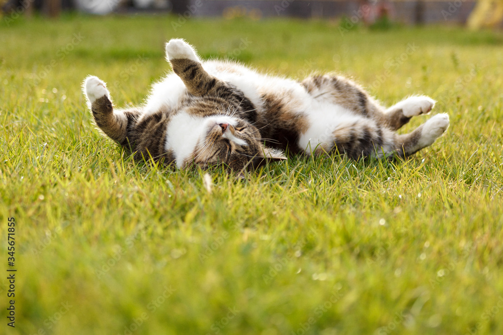 cat lying on the grass cat lying on the grass