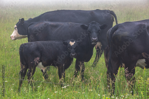 Cows and calf