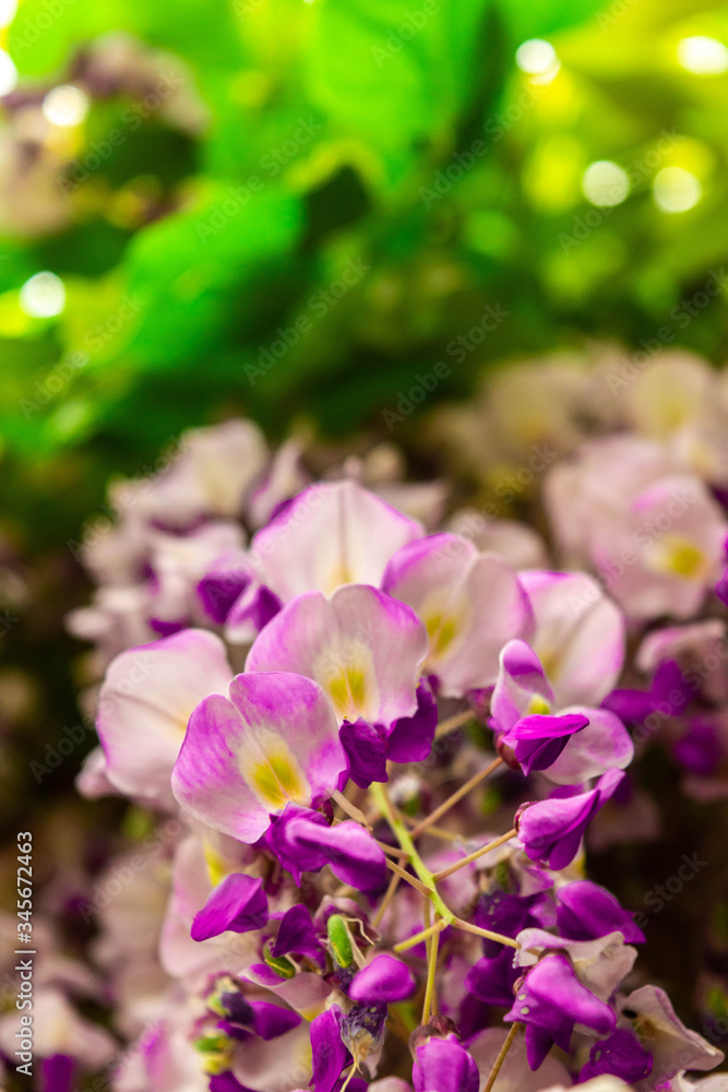 Fototapeta premium wisteria flower in the garden