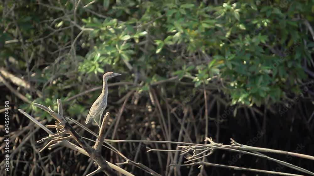 A wild crane takes flight after standing on a branch in the middle of a mangrove forest in El Salvador. A wild crane takes flight after standing on a branch in the middle of a mangrove forest in El Salvador.