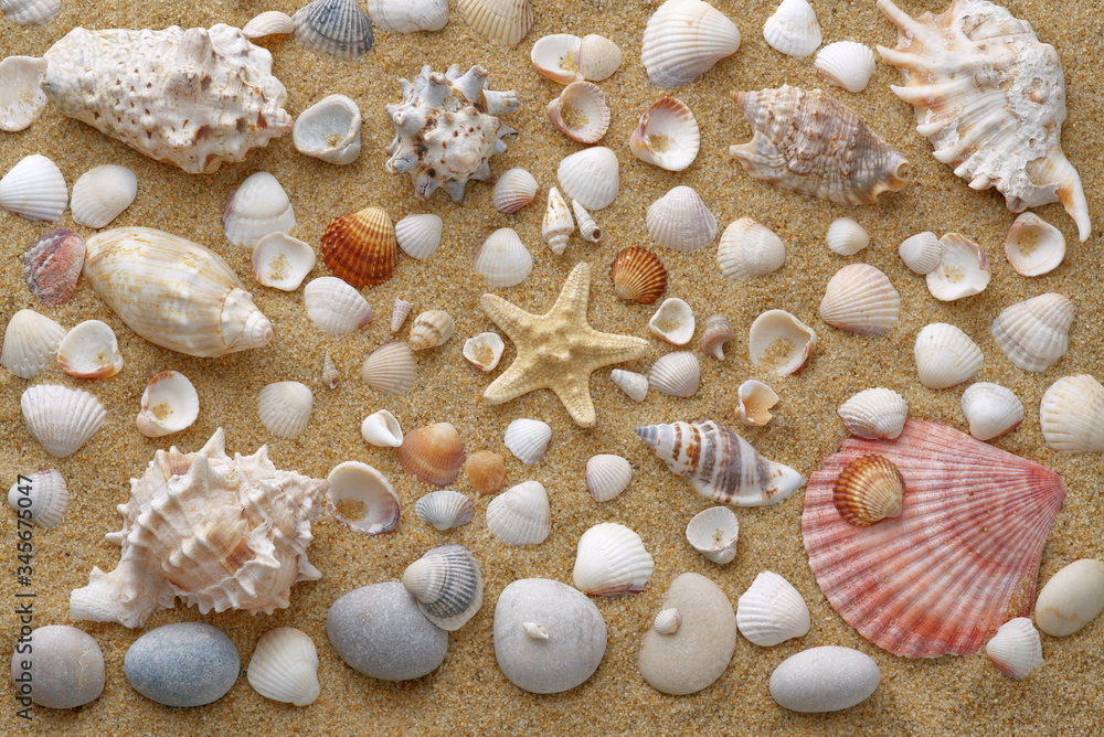 Many shells and stones lie in the yellow sand. View from above. A high resolution. Use as wallpaper or background.