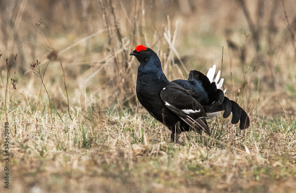 black grouse utters mating-calls. black grouse in the field black grouse utters mating-calls. black grouse in the field