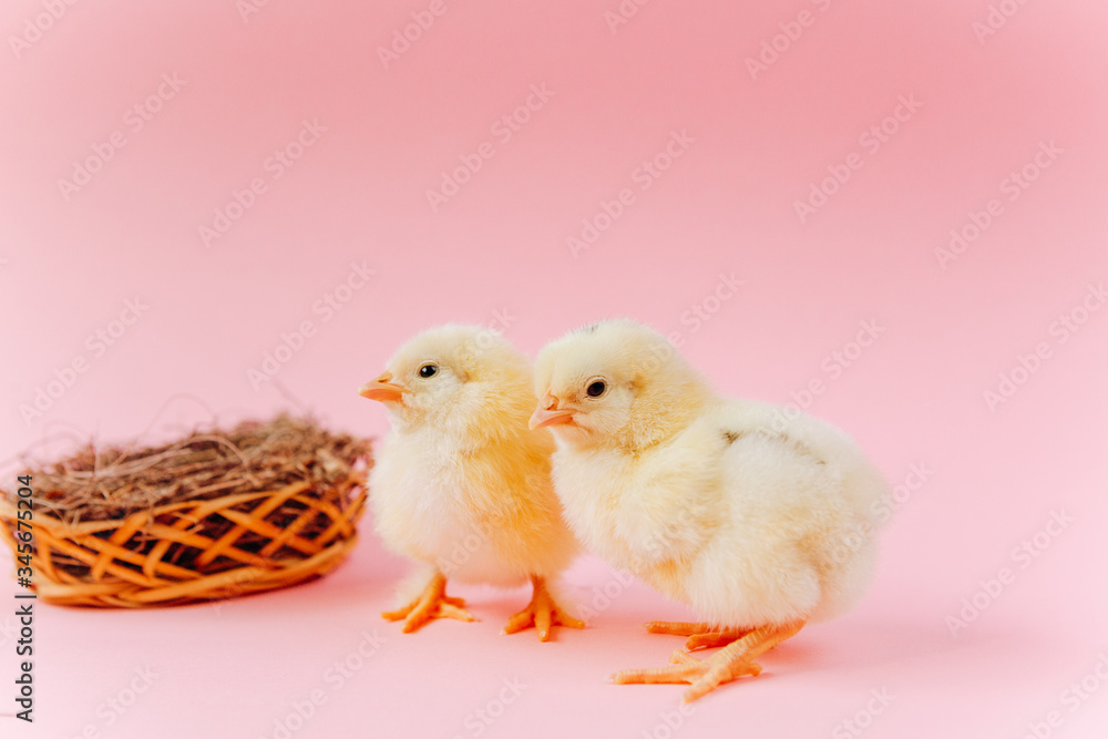 Yellow cute small two chicks sitting in nest near eggs on pink background. Concept of easter postcard. Organic meat and egg on farm. Yellow cute small two chicks sitting in nest near eggs on pink background. Concept of easter postcard. Organic meat and egg on farm.