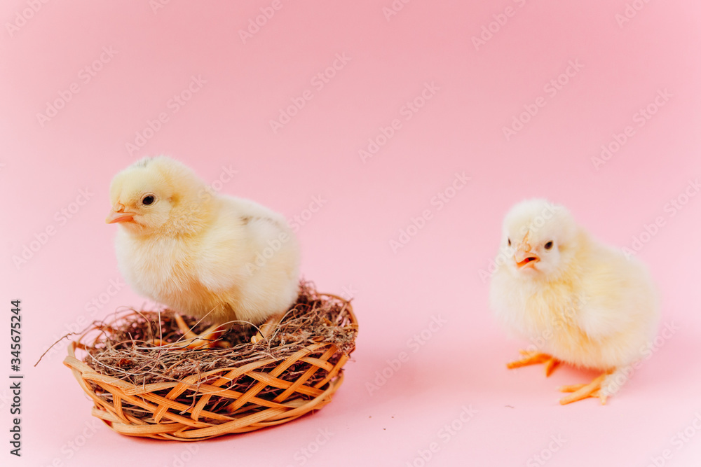 Yellow cute small two chicks sitting in nest near eggs on pink background. Concept of easter postcard. Organic meat and egg on farm.