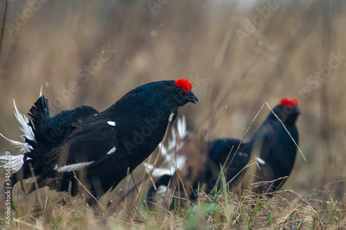 black grouse utters mating-calls. black grouse in the field