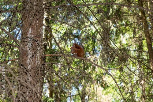 squirrel sits on a dry branch of a tree and eats a nut