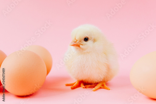 Yellow cute small chick sitting in nest near eggs on pink background. Concept of easter postcard. Organic meat and egg on farm. © ChesterAlive91