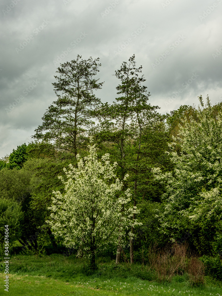 Obraz premium WALKING IN PENVALE PARK