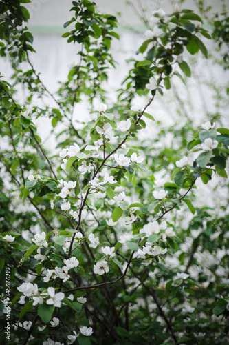white jasmine flower in spring
