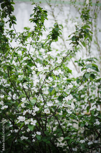 white jasmine flower in spring